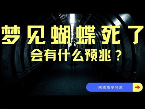 夢見很多蝴蝶|夢見很多蝴蝶